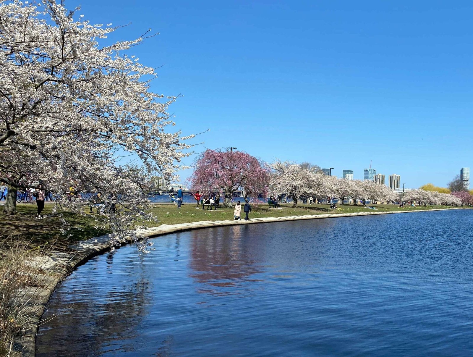 Charles River Esplanade (ยฉLex Zhao)