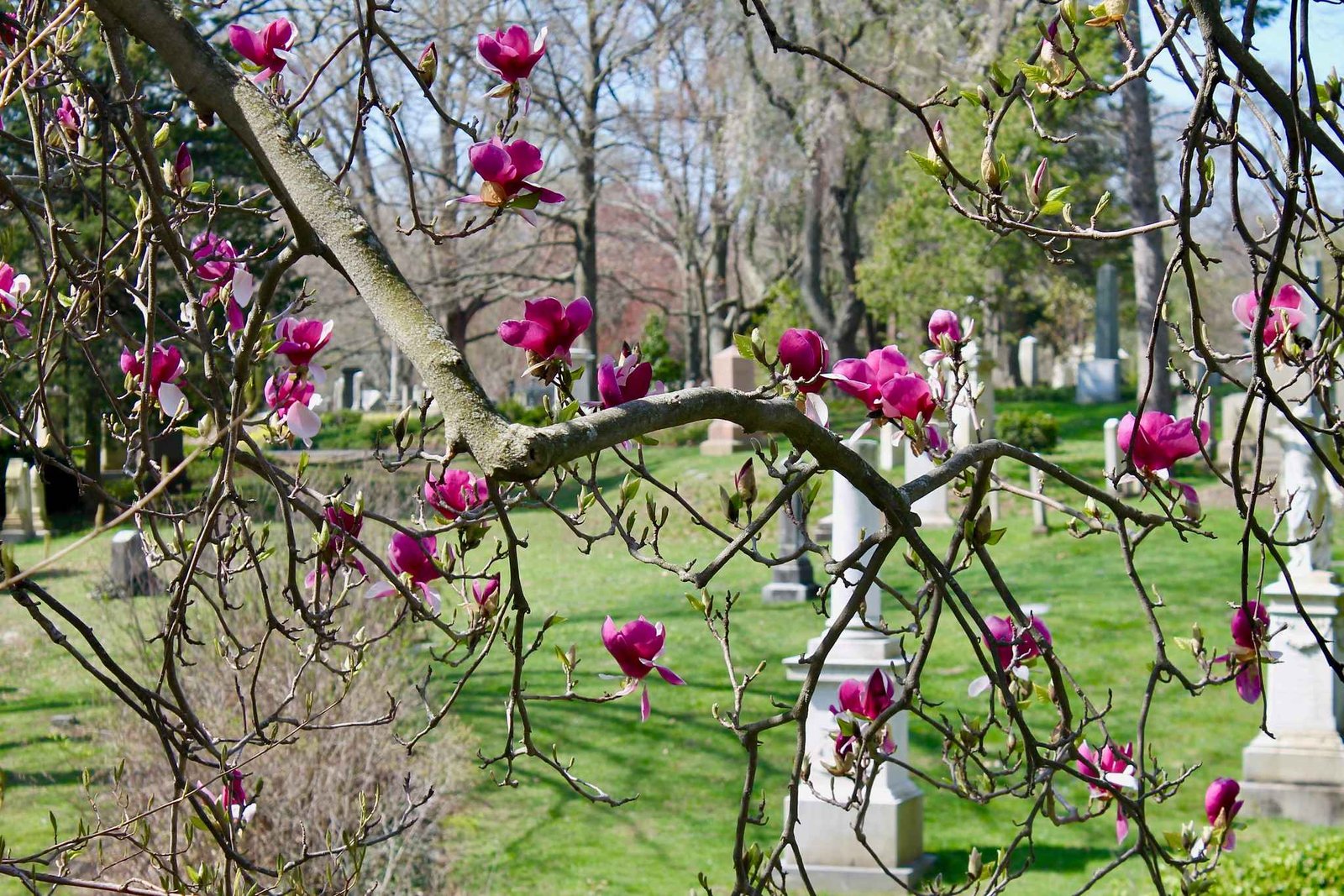 Mount Auburn Cemetery (©Corinne Elicona) 01