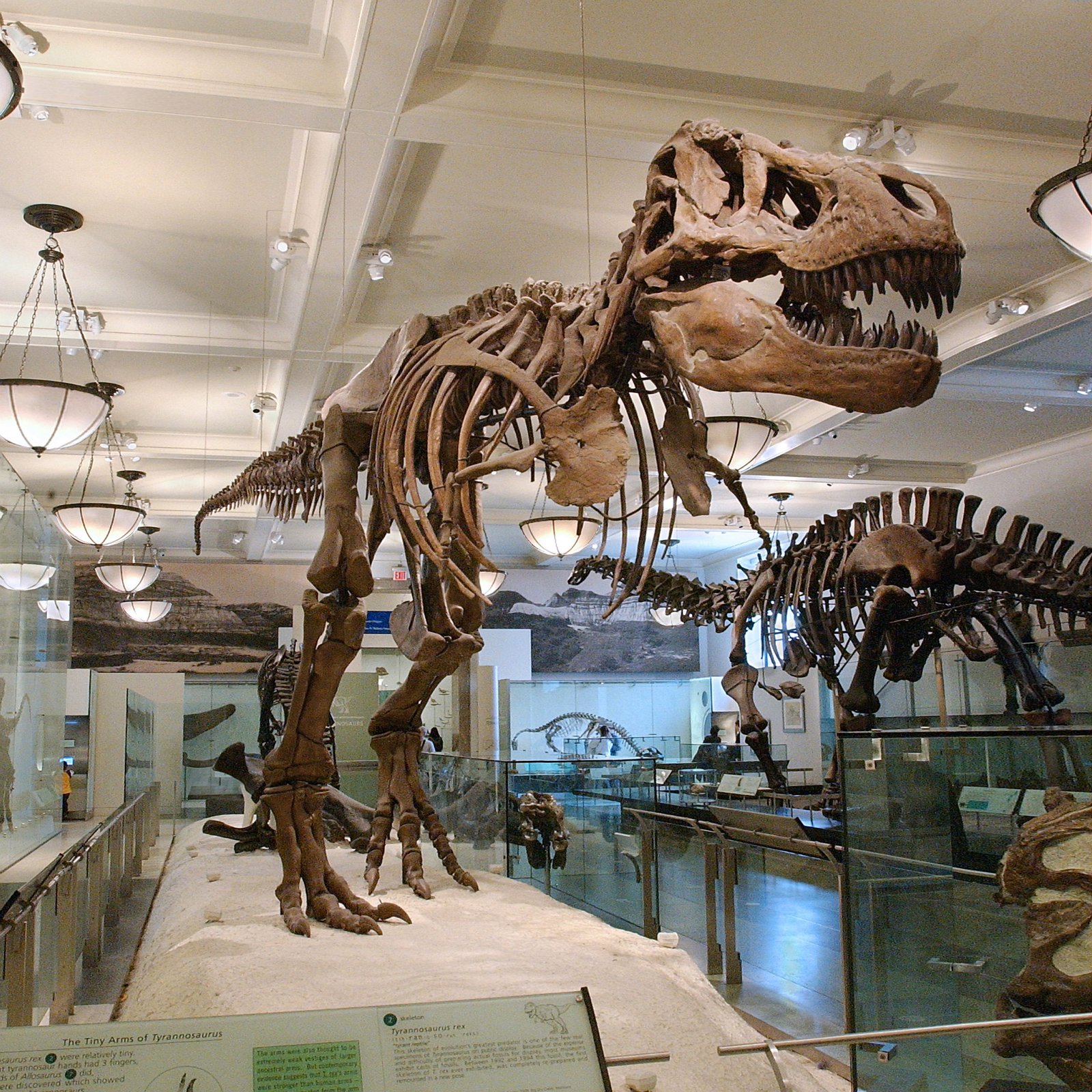 T-Rex at the American Museum of Natural History New York |