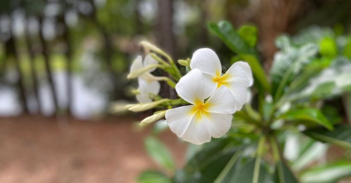 Deerfield Beach Arboretum (©Jacquesta P Yelp)