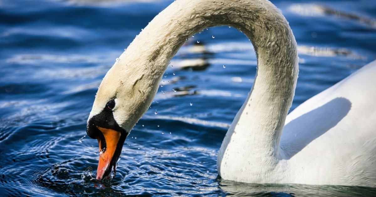 Lake Eola Park (©David Valentine)