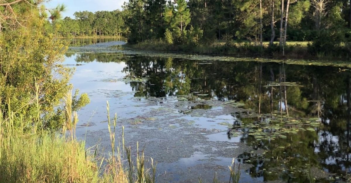 University of Central Florida Arboretum (©Ariel W Yelp)
