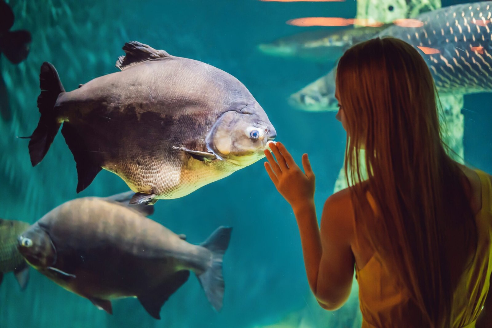 Aquarium (ยฉGetty Images)