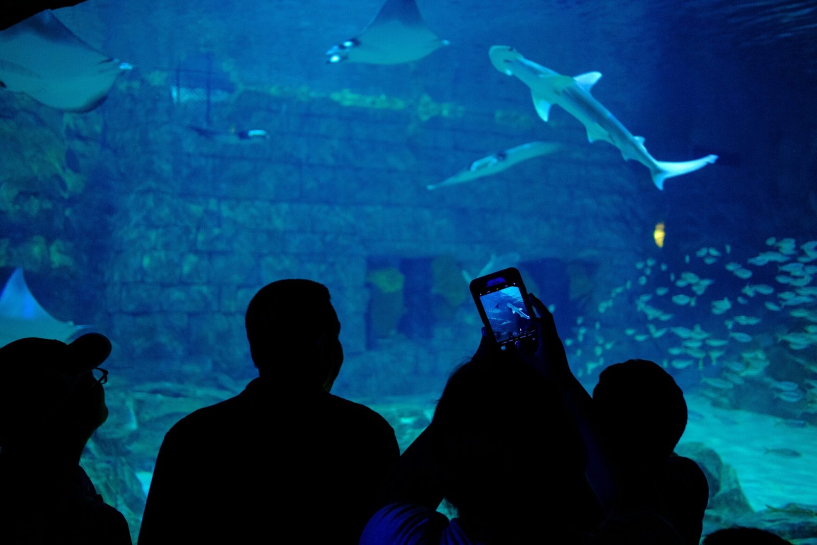 SeaWorld Orlando (©Julien Maculan)