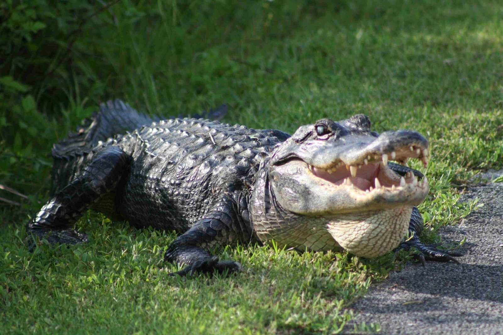 Gator (©Adam Kubin)