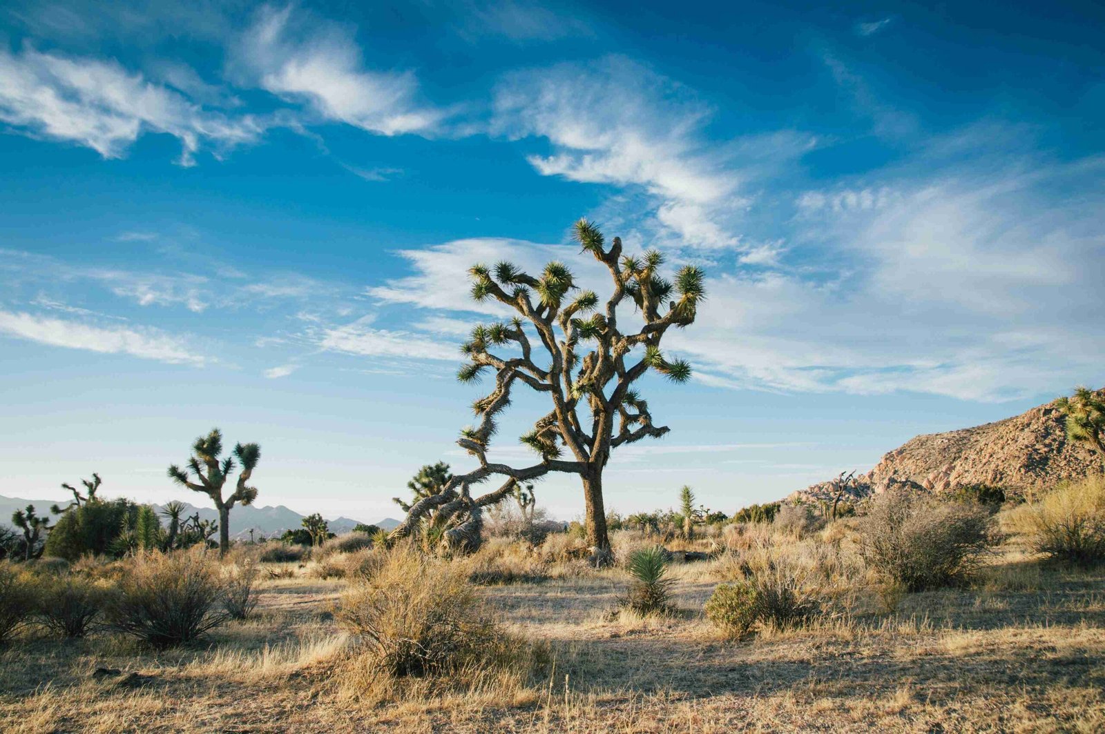 Joshua Tree National Park (ยฉElliott Engelmann)